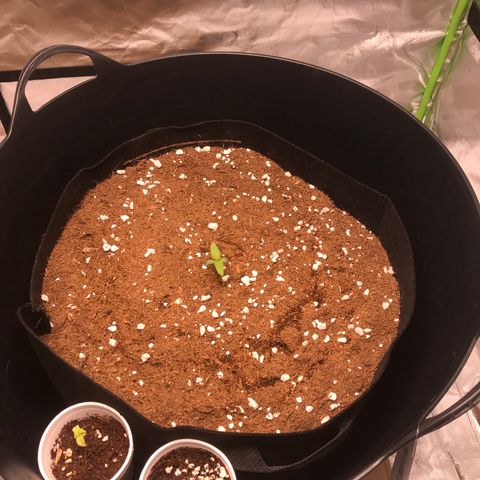 Gorilla Glue #4 x Tangie (Blue) growlog photo