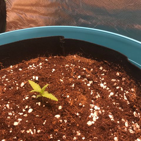 Gorilla Glue #4 x Tangie (Blue) growlog photo