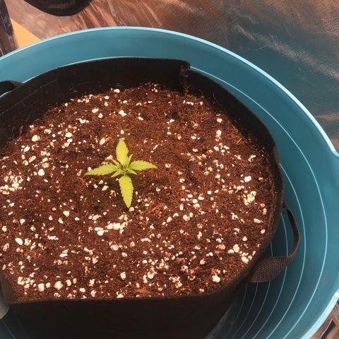 Gorilla Glue #4 x Tangie (Blue) growlog photo