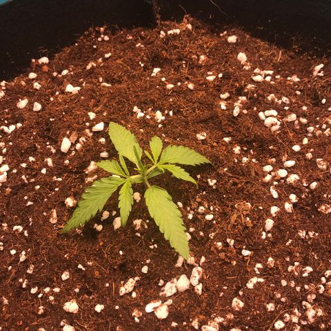 Gorilla Glue #4 x Tangie (Blue) growlog timeline photo