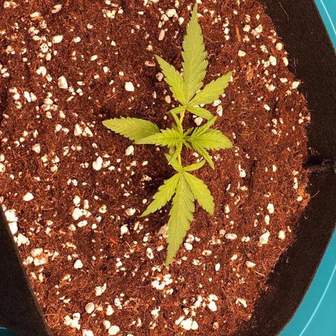 Gorilla Glue #4 x Tangie (Blue) growlog timeline photo