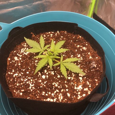 Gorilla Glue #4 x Tangie (Blue) growlog timeline photo