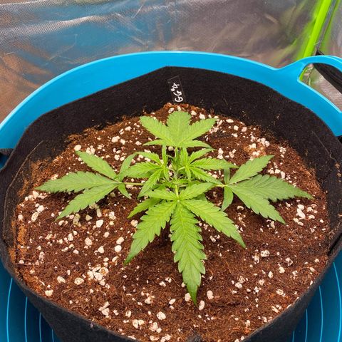Gorilla Glue #4 x Tangie (Blue) growlog timeline photo