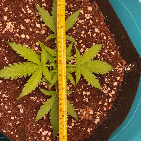 Gorilla Glue #4 x Tangie (Blue) growlog timeline photo