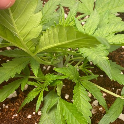 Gorilla Glue #4 x Tangie (Blue) growlog timeline photo