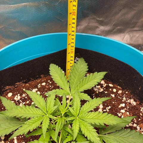 Gorilla Glue #4 x Tangie (Blue) growlog timeline photo