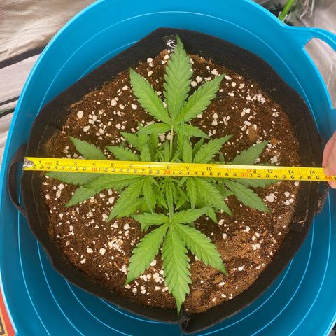 Gorilla Glue #4 x Tangie (Blue) growlog timeline photo