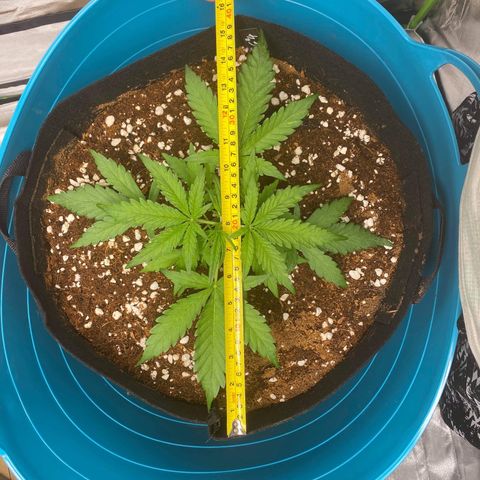 Gorilla Glue #4 x Tangie (Blue) growlog timeline photo