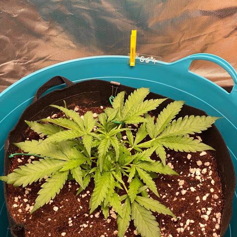 Gorilla Glue #4 x Tangie (Blue) growlog timeline photo