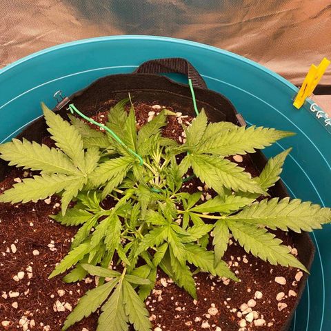 Gorilla Glue #4 x Tangie (Blue) growlog photo: Exploding in size for the past 2 days. LST almost daily 