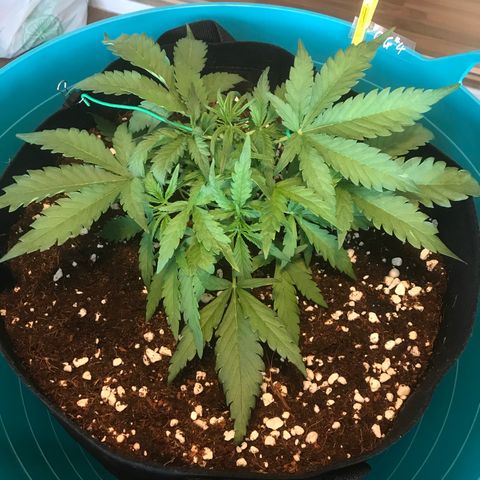 Gorilla Glue #4 x Tangie (Blue) growlog photo: More LST, growing very very quickly now 