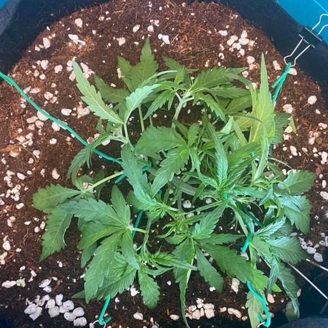 Gorilla Glue #4 x Tangie (Blue) growlog timeline photo