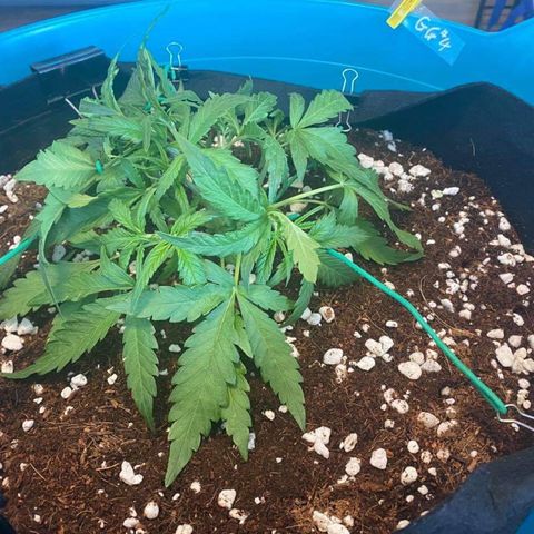 Gorilla Glue #4 x Tangie (Blue) growlog timeline photo