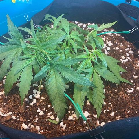 Gorilla Glue #4 x Tangie (Blue) growlog timeline photo