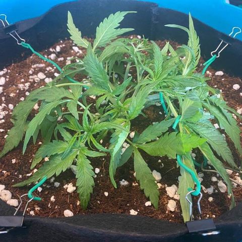 Gorilla Glue #4 x Tangie (Blue) growlog timeline photo