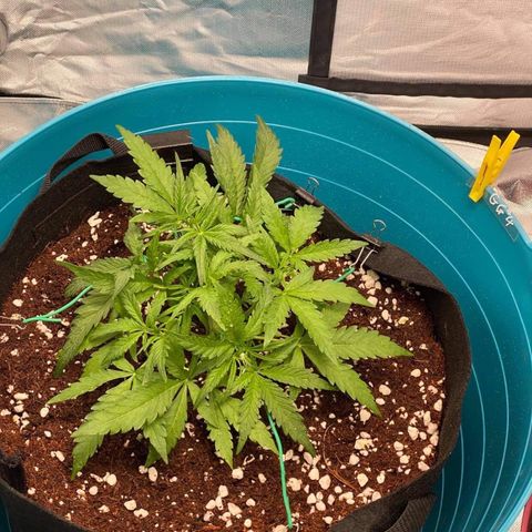 Gorilla Glue #4 x Tangie (Blue) growlog timeline photo