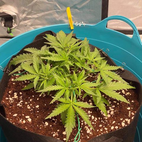 Gorilla Glue #4 x Tangie (Blue) growlog timeline photo
