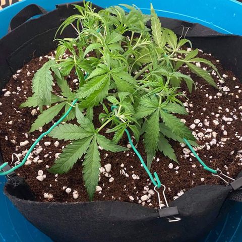 Gorilla Glue #4 x Tangie (Blue) growlog timeline photo