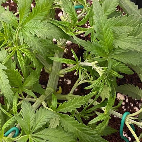 Gorilla Glue #4 x Tangie (Blue) growlog timeline photo