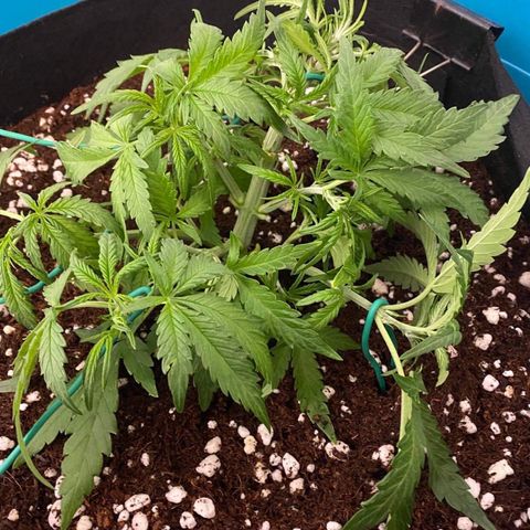 Gorilla Glue #4 x Tangie (Blue) growlog timeline photo