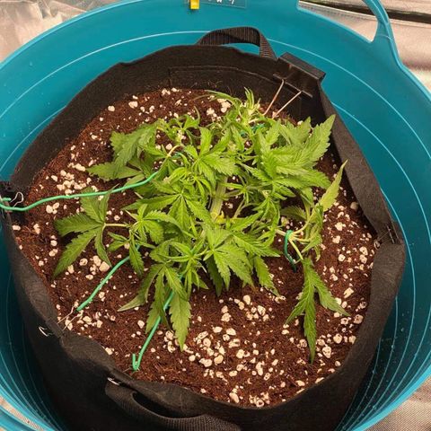 Gorilla Glue #4 x Tangie (Blue) growlog timeline photo