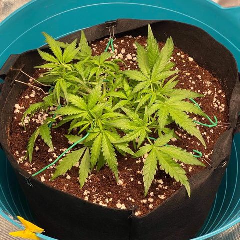 Gorilla Glue #4 x Tangie (Blue) growlog timeline photo