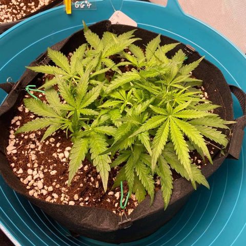 Gorilla Glue #4 x Tangie (Blue) growlog timeline photo