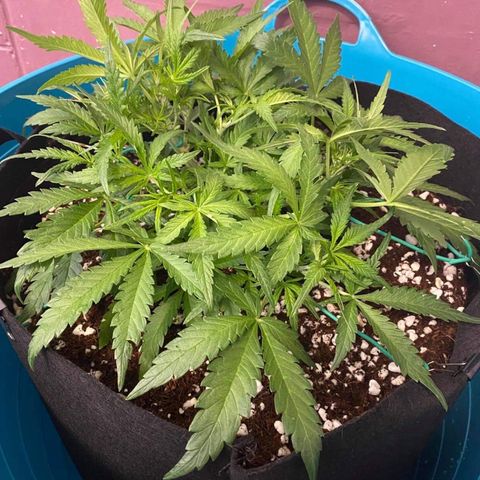 Gorilla Glue #4 x Tangie (Blue) growlog photo: Went into flower