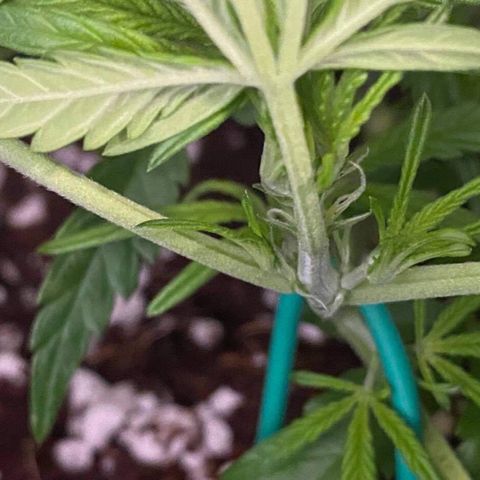 Gorilla Glue #4 x Tangie (Blue) growlog photo: Went into flower