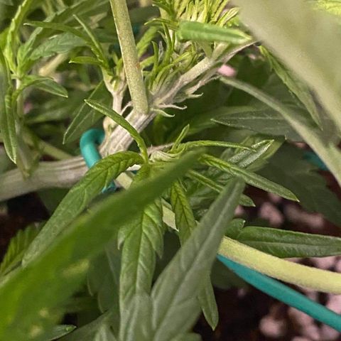 Gorilla Glue #4 x Tangie (Blue) growlog photo: Went into flower