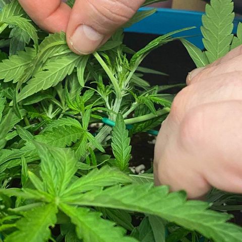 Gorilla Glue #4 x Tangie (Blue) growlog photo: Went into flower