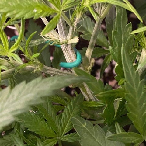 Gorilla Glue #4 x Tangie (Blue) growlog photo: Went into flower