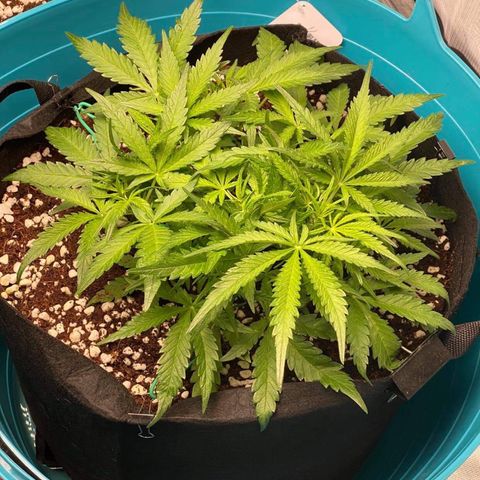 Gorilla Glue #4 x Tangie (Blue) growlog photo: Went into flower