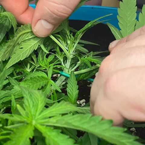 Gorilla Glue #4 x Tangie (Blue) growlog photo: Went into flower