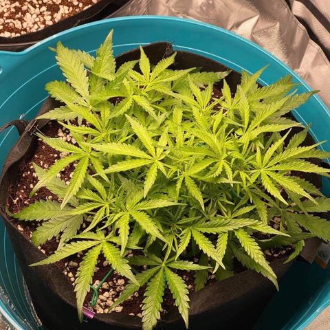 Gorilla Glue #4 x Tangie (Blue) growlog timeline photo