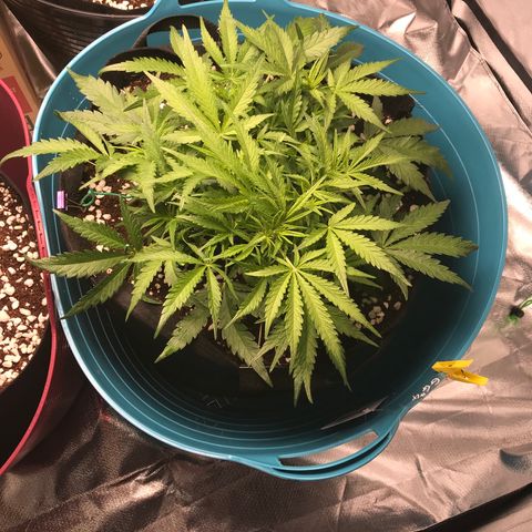 Gorilla Glue #4 x Tangie (Blue) growlog timeline photo