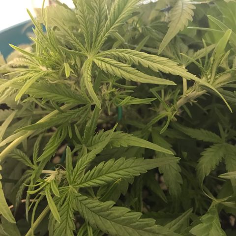 Gorilla Glue #4 x Tangie (Blue) growlog photo: Trimmed