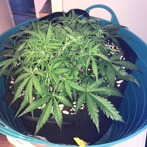 Gorilla Glue #4 x Tangie (Blue) growlog photo: Trimmed