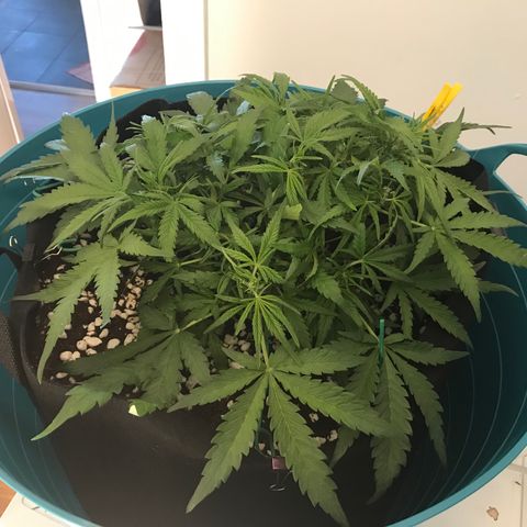 Gorilla Glue #4 x Tangie (Blue) growlog photo: Trimmed