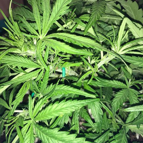 Gorilla Glue #4 x Tangie (Blue) growlog photo: Trimmed