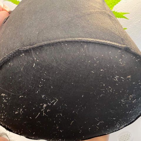 Gorilla Glue #4 x Tangie (Blue) growlog photo: Trimmed and roots are going nuts