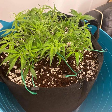 Gorilla Glue #4 x Tangie (Blue) growlog timeline photo