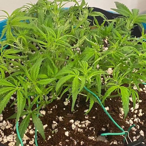 Gorilla Glue #4 x Tangie (Blue) growlog timeline photo