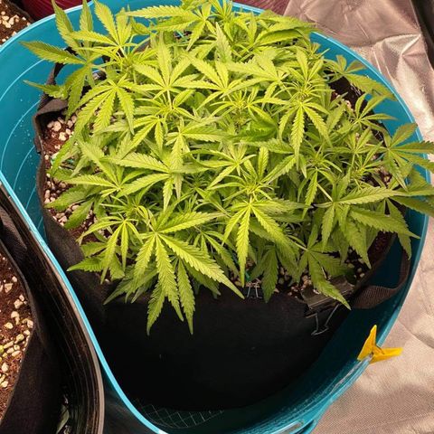 Gorilla Glue #4 x Tangie (Blue) growlog photo: Trimmed