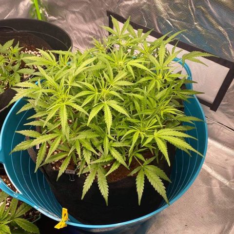 Gorilla Glue #4 x Tangie (Blue) growlog timeline photo