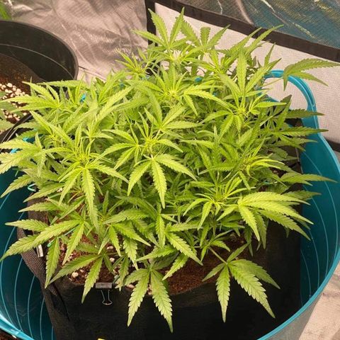 Gorilla Glue #4 x Tangie (Blue) growlog timeline photo