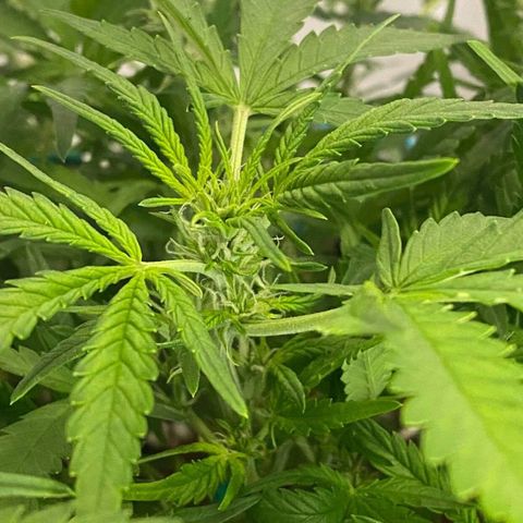 Gorilla Glue #4 x Tangie (Blue) growlog timeline photo