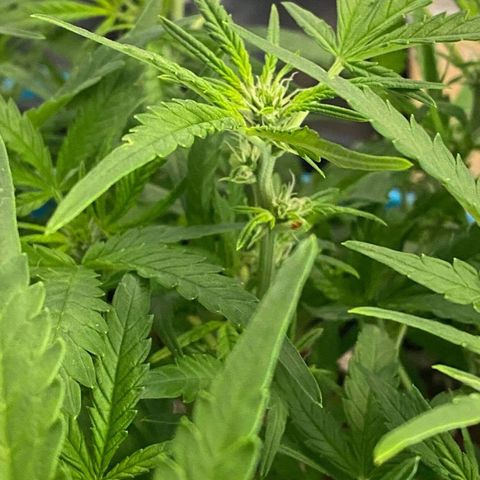 Gorilla Glue #4 x Tangie (Blue) growlog timeline photo