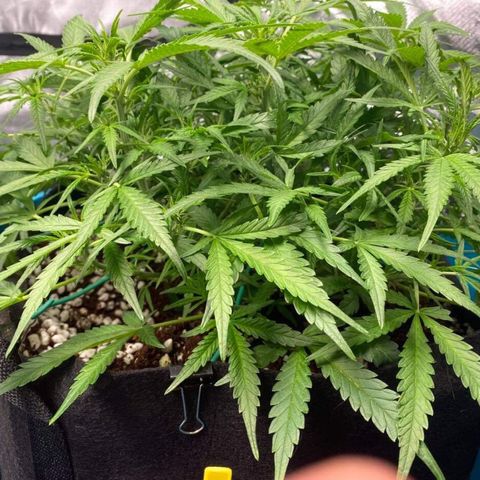 Gorilla Glue #4 x Tangie (Blue) growlog timeline photo