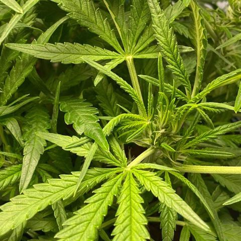 Gorilla Glue #4 x Tangie (Blue) growlog timeline photo